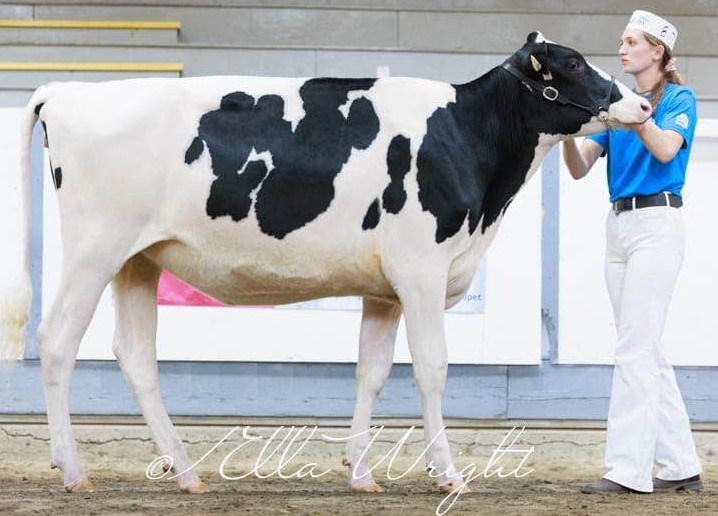 Chloe Knorr with Kenbert Capital Dream at WCC in Armstrong, B.C.