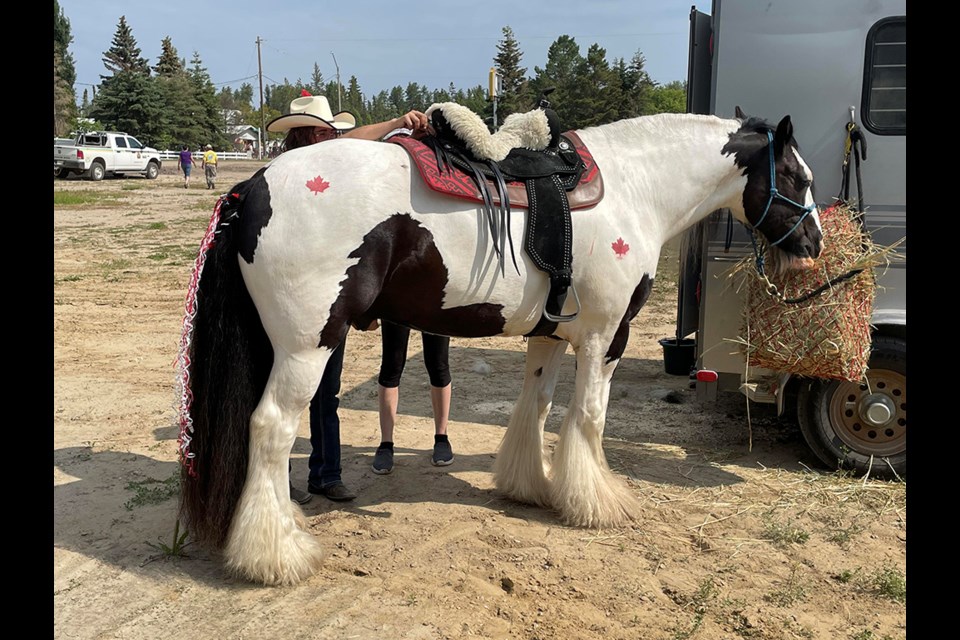 A horse getting groomed and stamped with red maple leaves in preparation for a Canada Day parade in Chitek Lake.