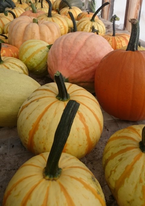 pumpkin and squash fall harvest (Small)