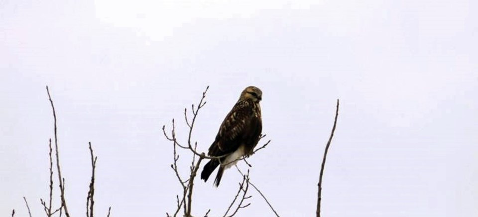 rough_legged_hawk_saltcoats