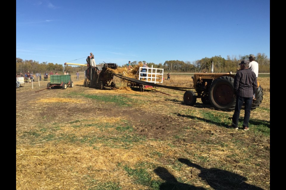 Threshing with Minneapolis thresher run by Aaron Wensley's 1951 Farmall MD tractor with straw boss Daryl Amey on top.