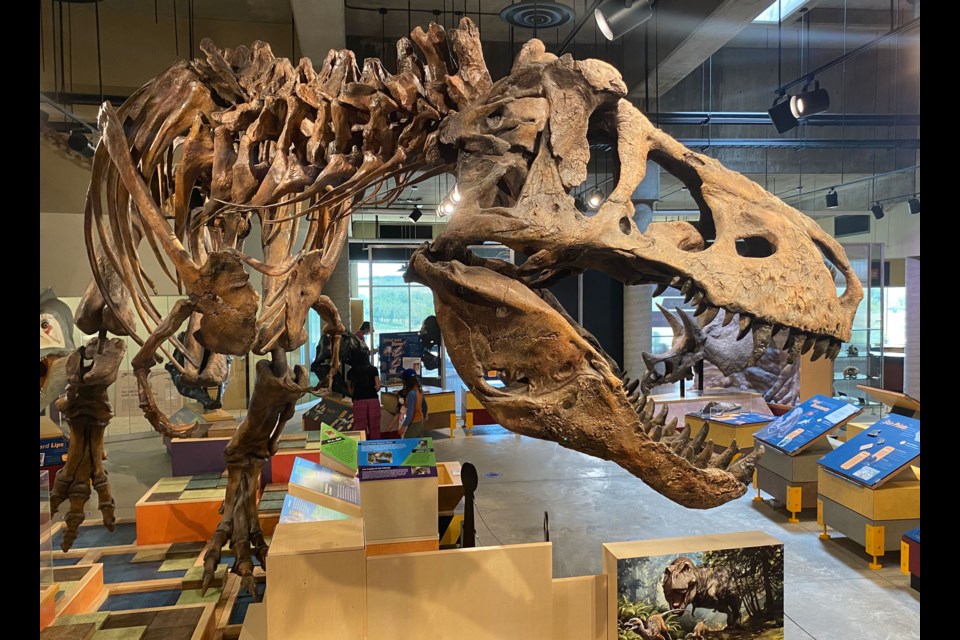 Visitors can get a close-up look at Scotty, the world's largest Tyrannosaurus rex.