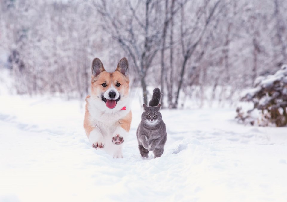 nataba-istock-getty-images-plus