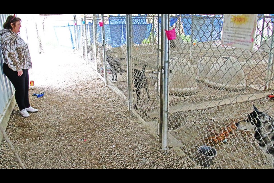 Shelter manager Colleen Morrice paid a visit to some of the adult dogs at the Weyburn Humane Society shelter.