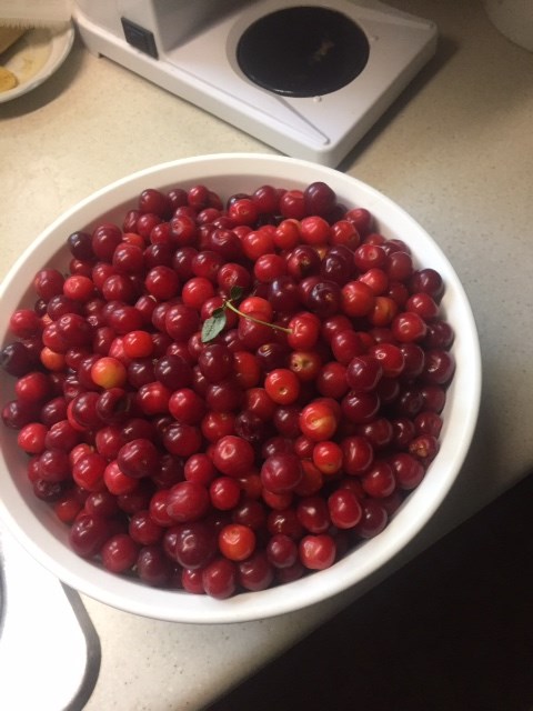 Many sour cherries can be eaten fresh right off the bush.