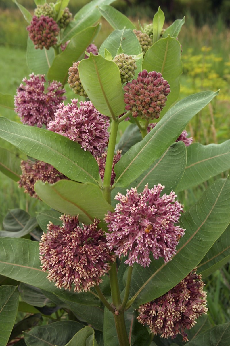 2420-asclepias_syriaca