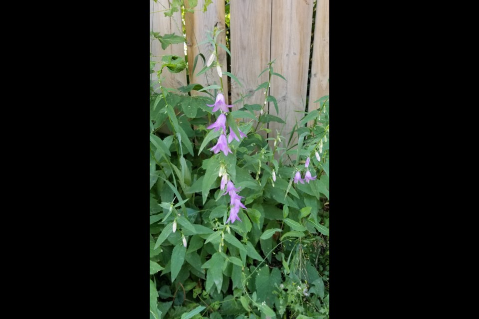 The flowering stem of creeping bellflower.