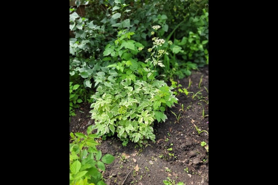 Goutweed competing with raspberries and lilacs at the edge of the garden. 