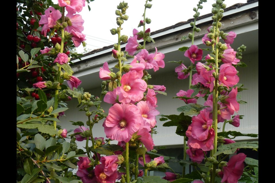 Hollyhocks in a sheltered garden, next to a garage. 