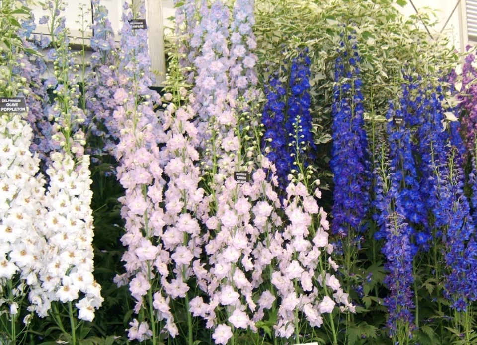 2436-delphinium-darorcilmir-large