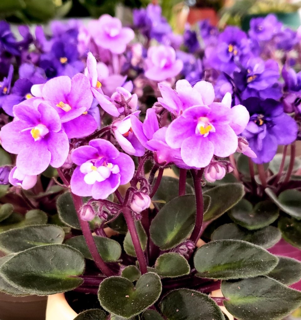 african-violets-large0124