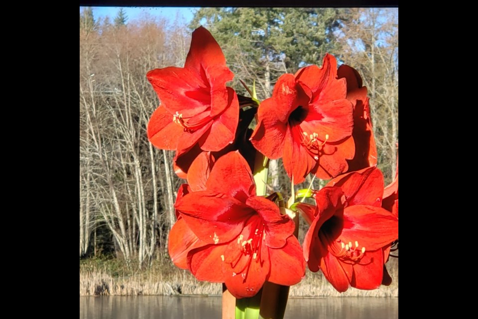 Long stems are topped with a cluster of up trumpet-shaped blooms.