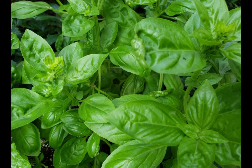 Basil thrives in full sunlight but does not like to get soggy feet.