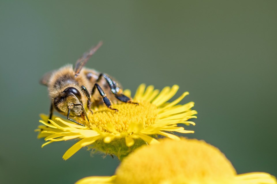 Plant a variety of flower types that will be sure to attract all the different types of pollinators.