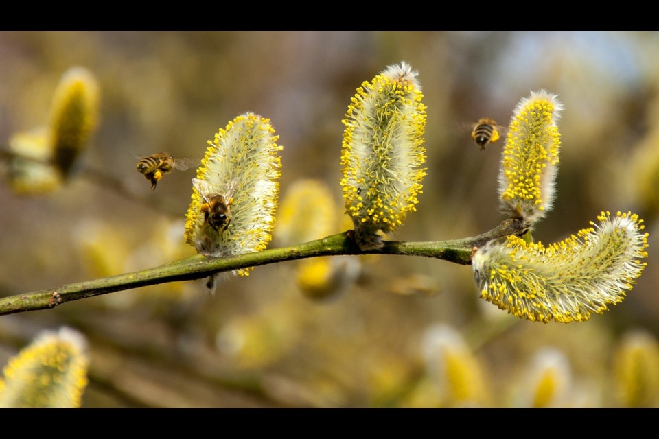 A willow in bloom attracts bees in early spring,