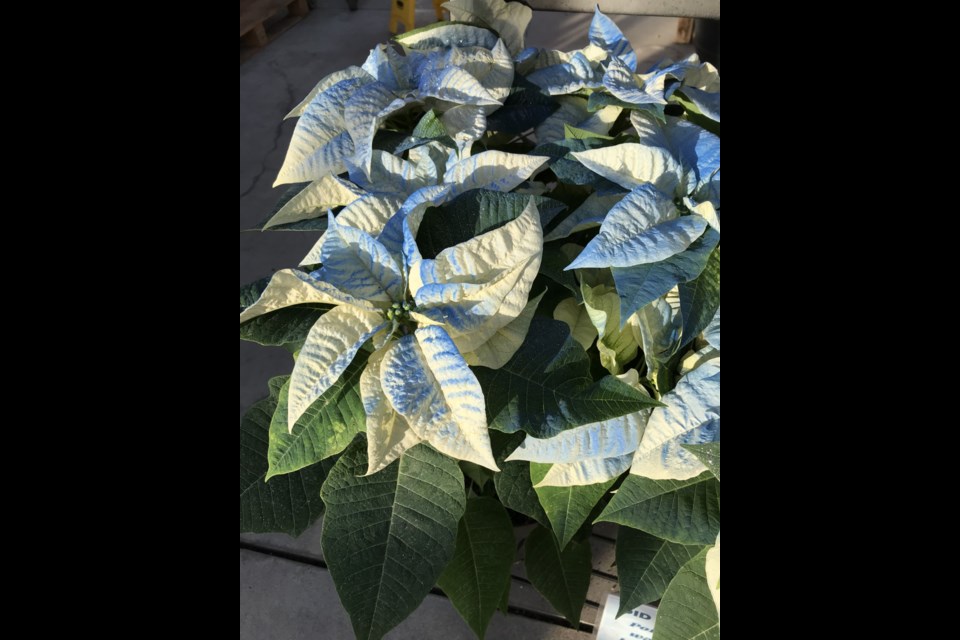 White poinsettia spray painted blue.