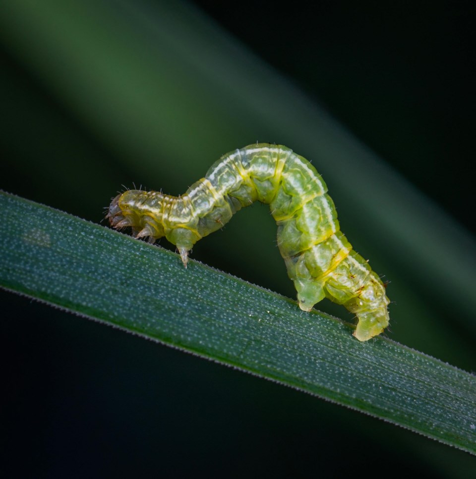 cankerworm