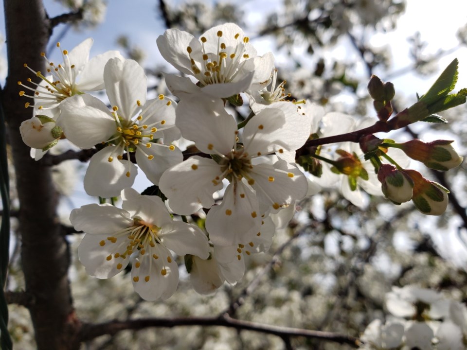 cherryblossoms0423