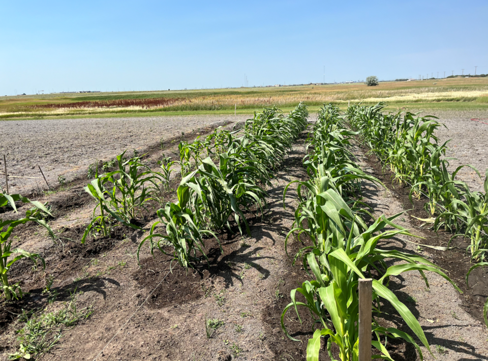 community-garden-corn-large