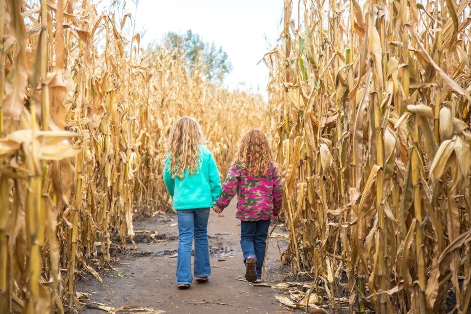 cornmaze0723