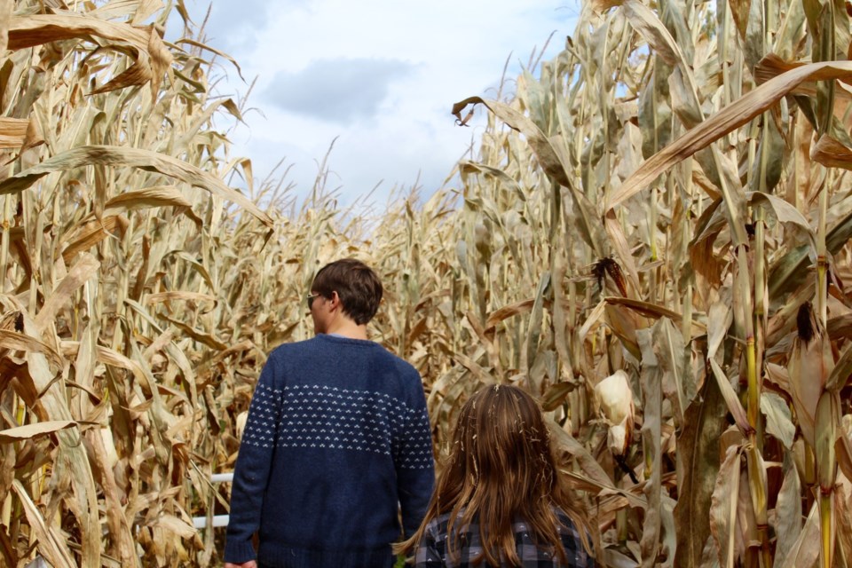 cornmaze0823