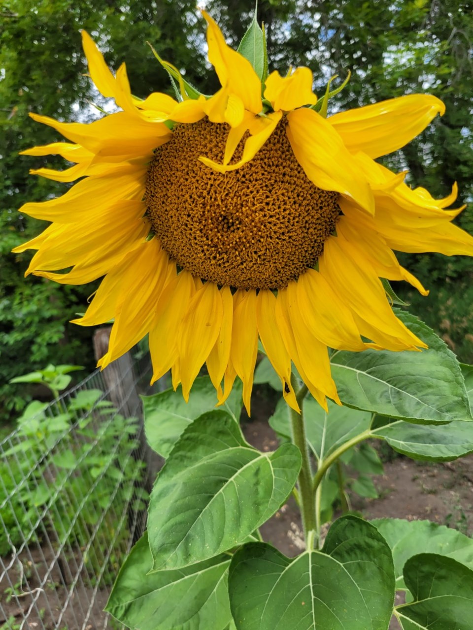 2438-sunflower-in-sandy-soil-large