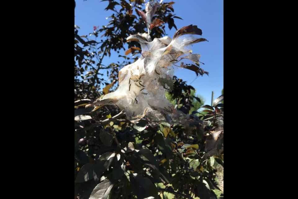 Fall webworm webbing and worms on a flowering crab tree in late August.