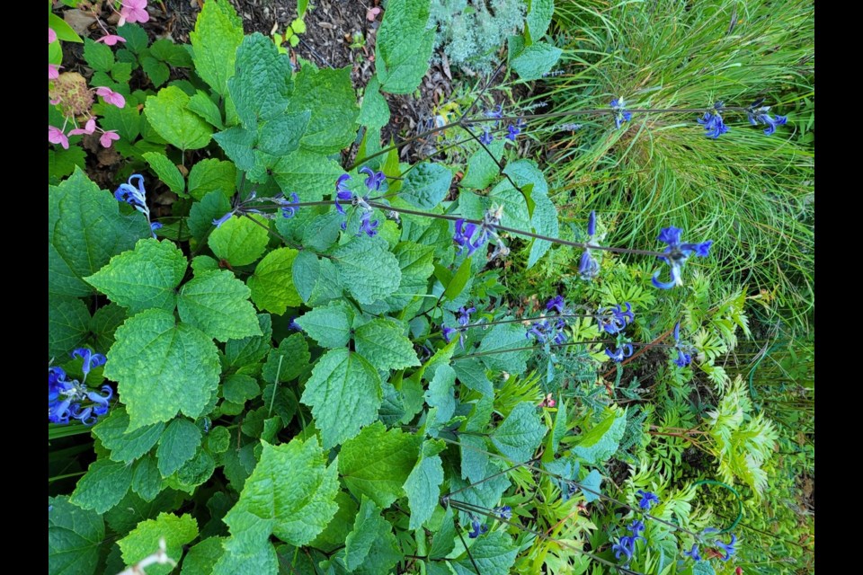 Clematis heracleifolia 'Alan Bloom.’