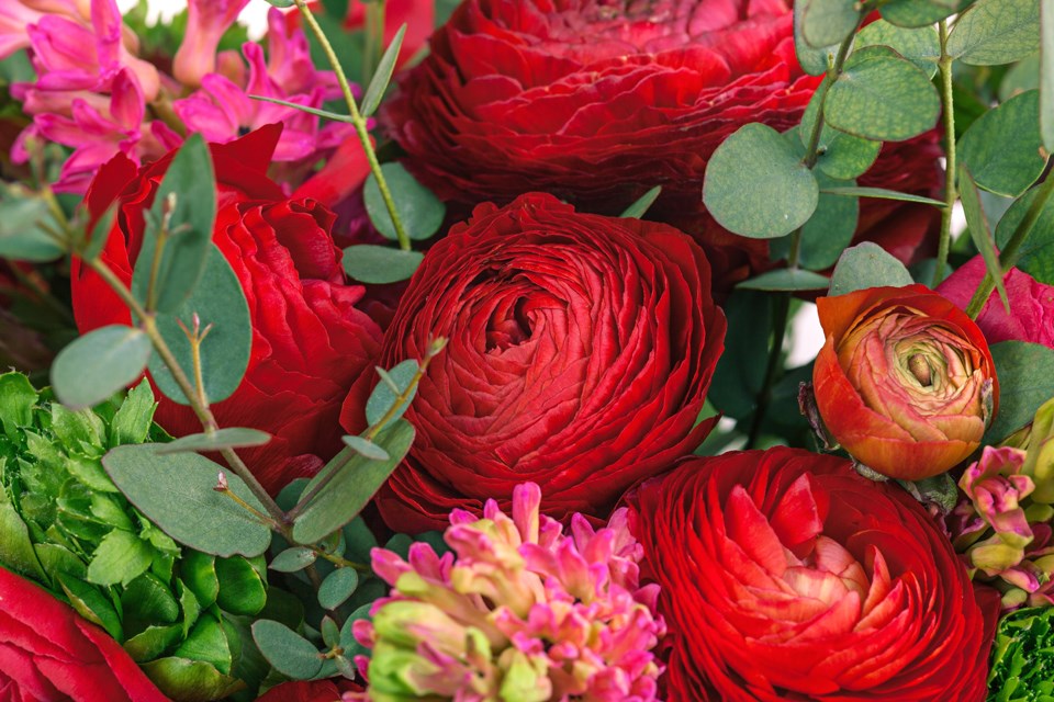 25-06-ranunculus-bouquet-red-flowers