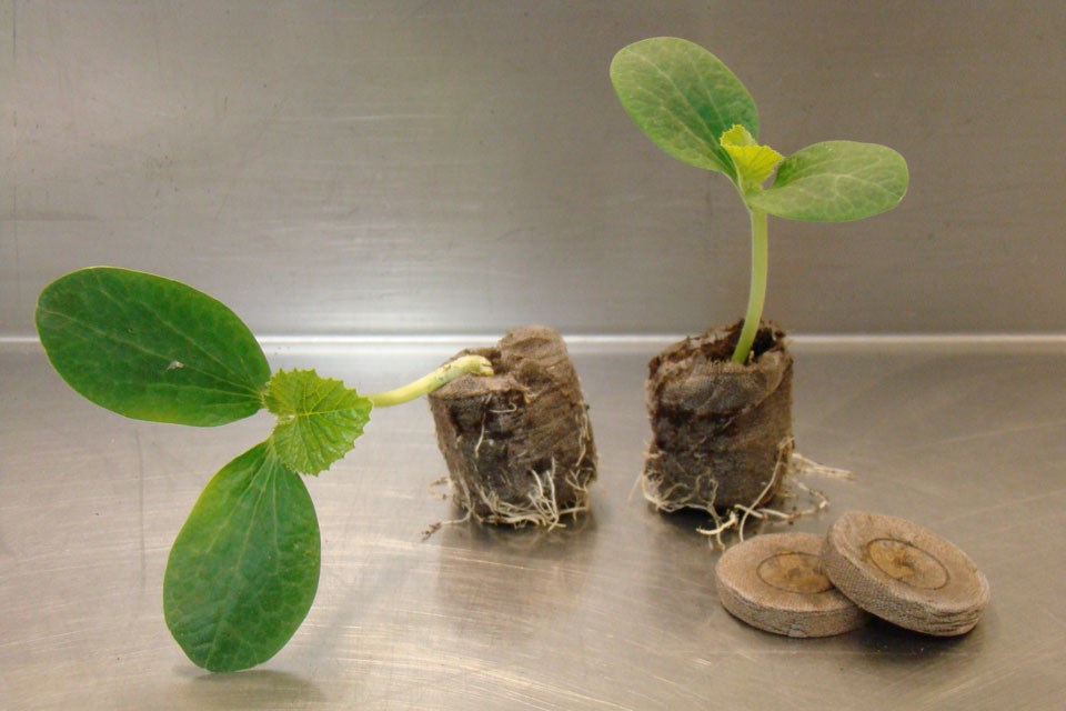 2510-2-week-old-pumpkin-transplants