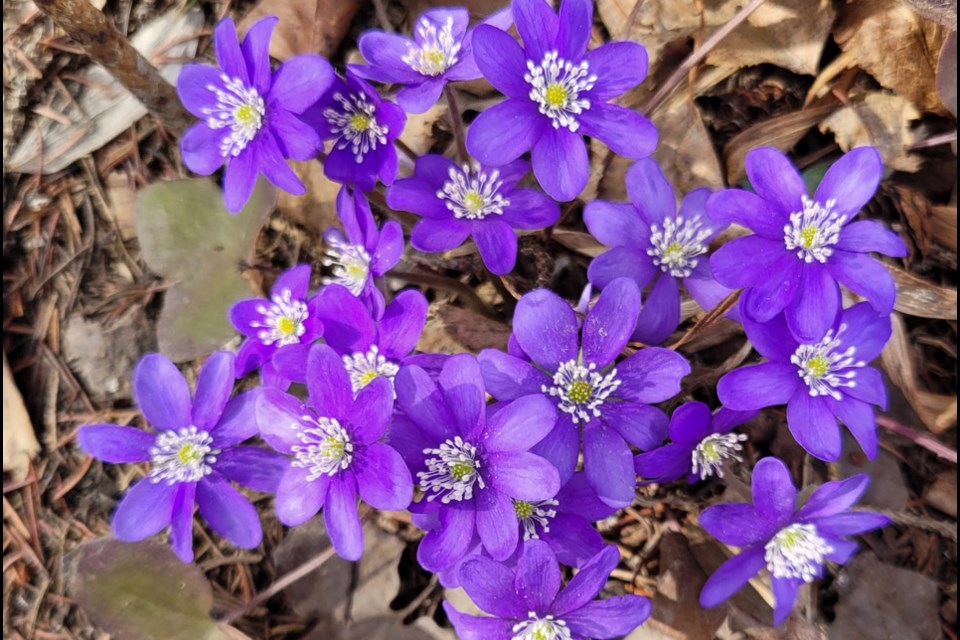 Hepatica in bloom in early April.