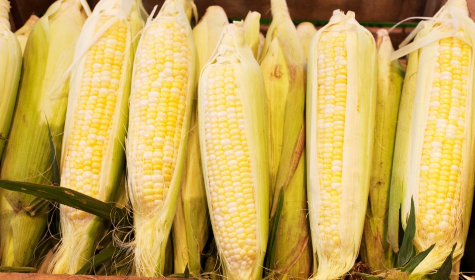 corn-1024