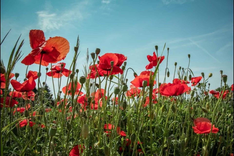 The fields of the Napoleonic wars were barren before the battles were fought but after the fighting ended the fields were filled with mile after mile of blood-red poppies. 