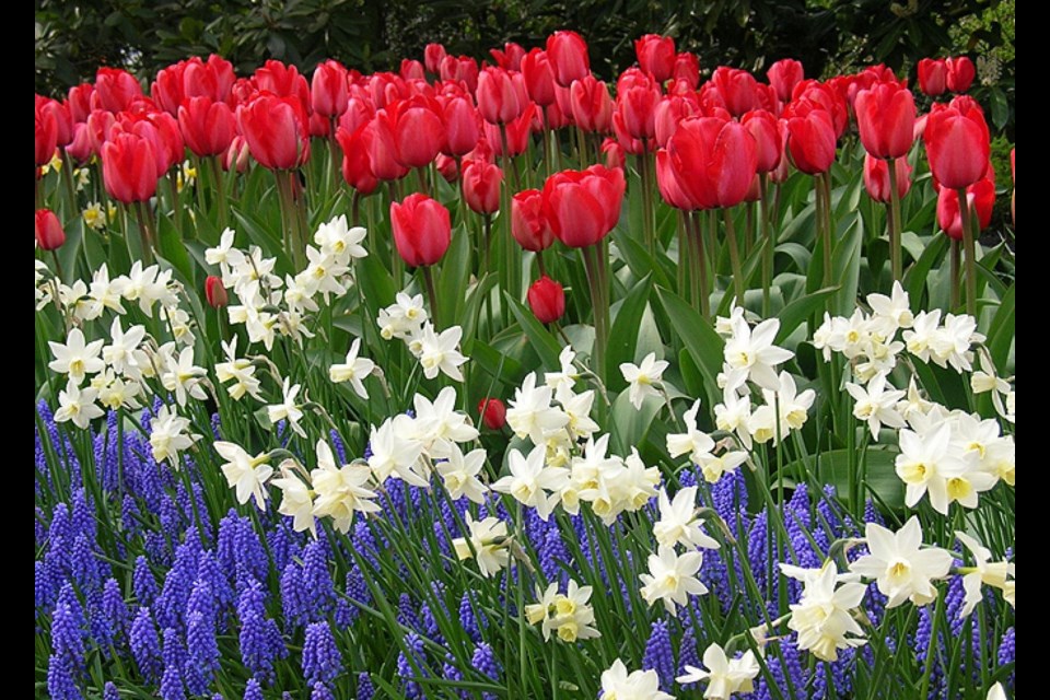 Bulbs need a cold period (winter) to allow their flowers to fully develop.