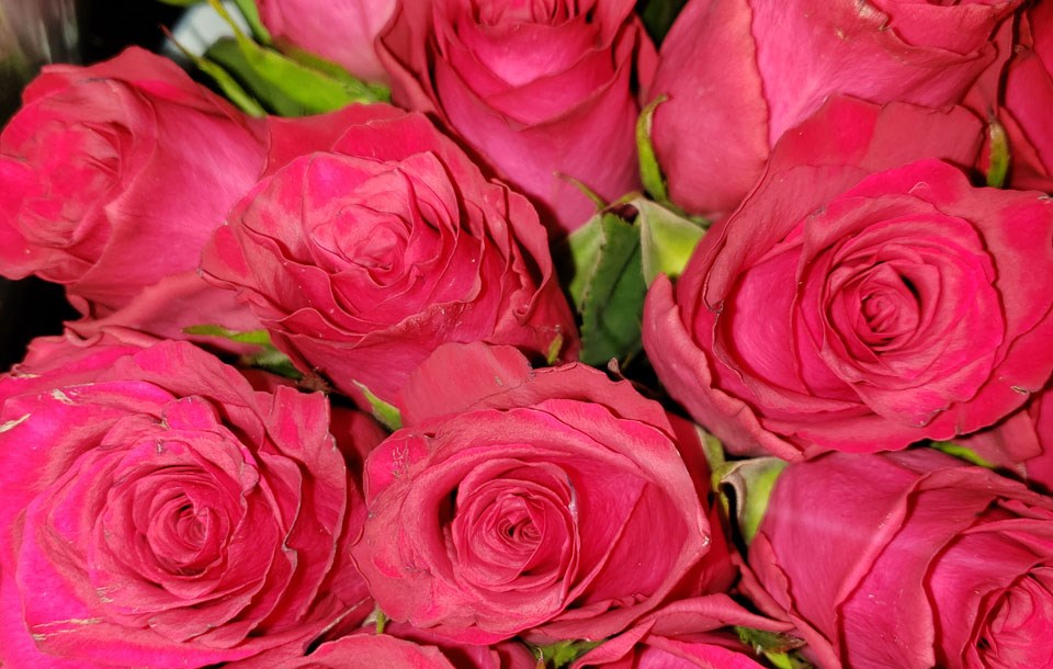 valentine-roses