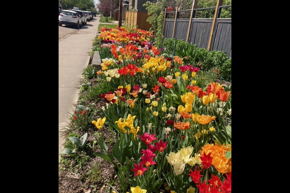 Many feet of this floral garden located along University Drive and corner of MKinnon were on display for visitors at the Mann House in Saskatoon.