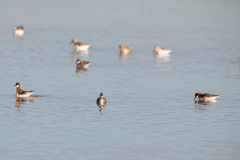 Wetlands at work: Building resilient communities