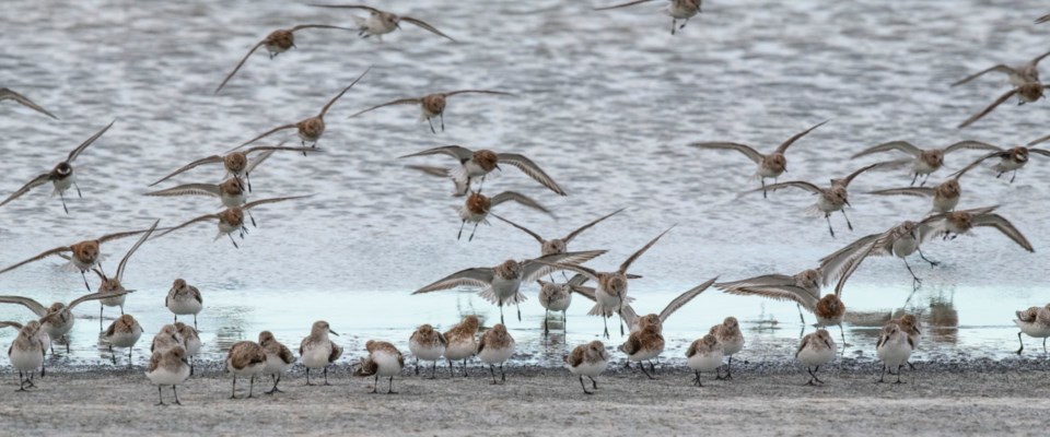 mackie-ranch-wetlands-sk-photo-by-jason-bantle-large