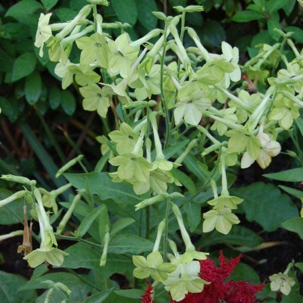 Nicotiana is one of the most popular garden flowers. It comes in many colours but is available in a bright lime green. 