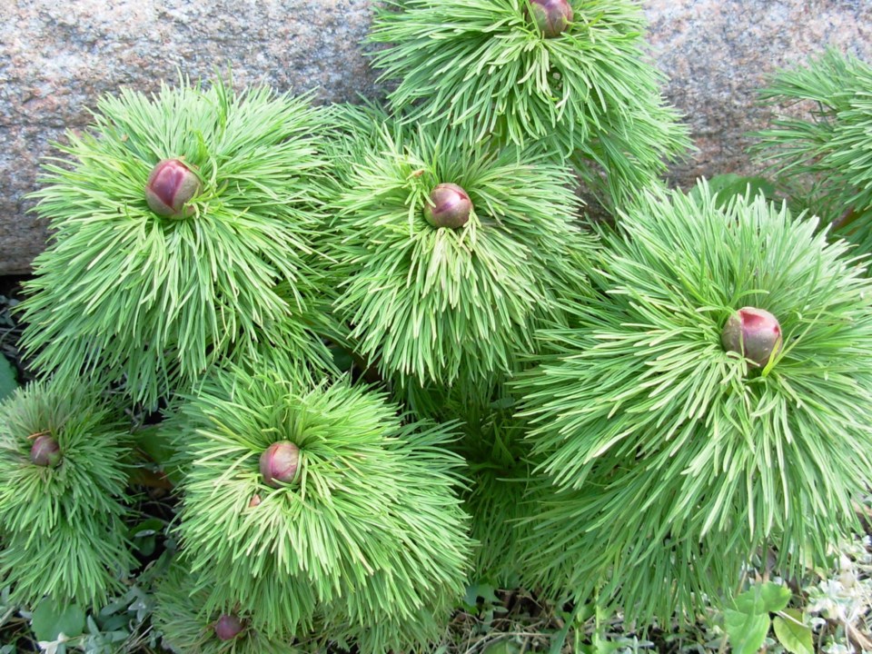 paeonia-fernleaf-peony-in-bud-bb