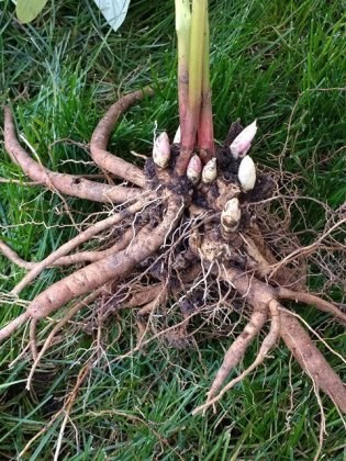 peony-root-and-buds-univof-penn-extjpg