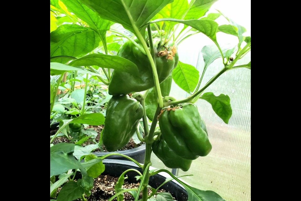 Smaller plants like peppers or eggplant can use a container a little bit smaller or put two or three plants in the larger container.
