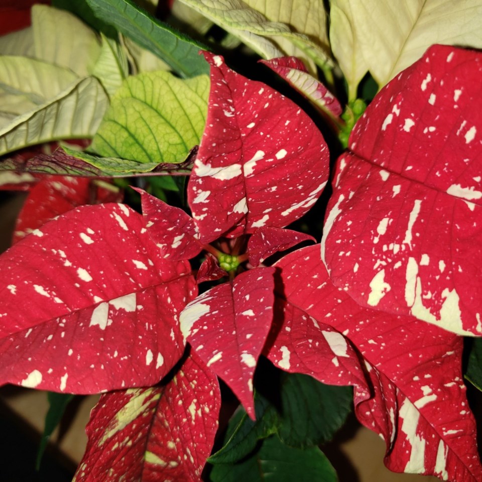 poinsettia-candycane-large