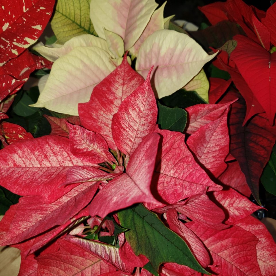 poinsettia-other-colours-large