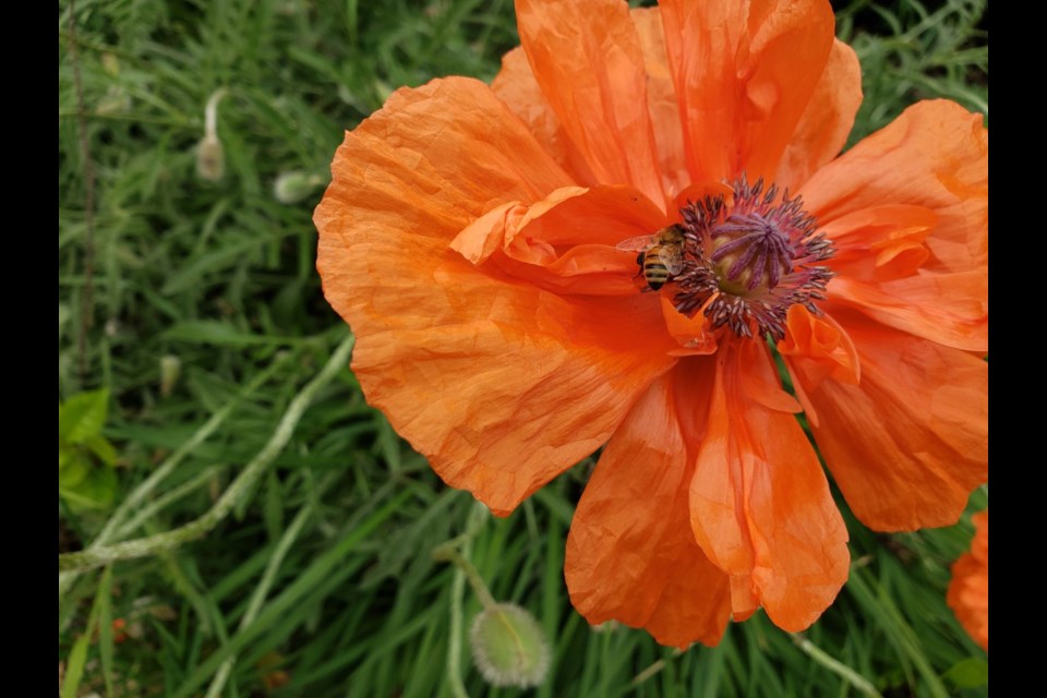 Shirley poppies (Papaver rhoeas) self-seed profusely and they come in many shades of pink and red, singles and doubles. 