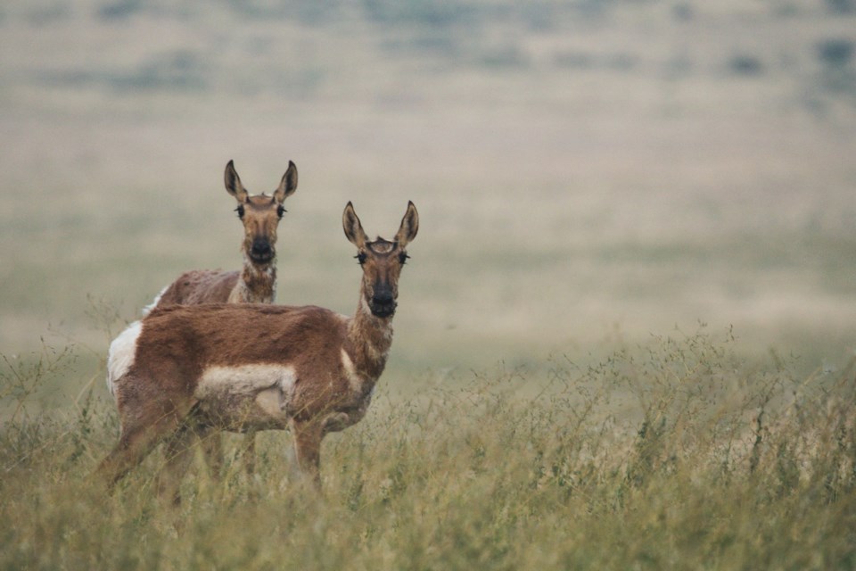 prairielandscape0524