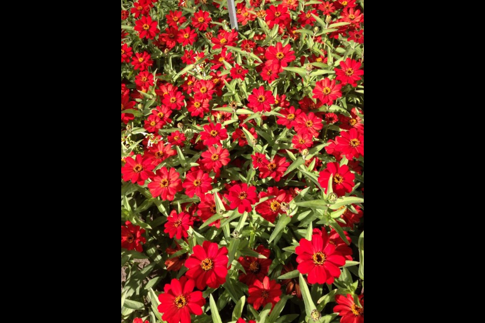 Profusion red zinnias will brighten any border.