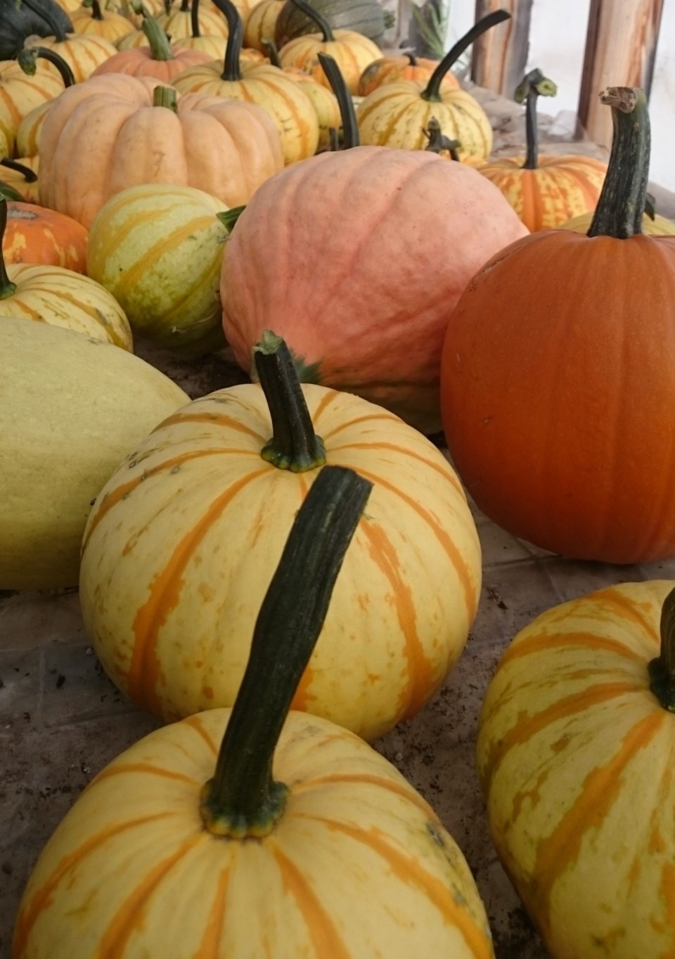 pumpkin-and-squash-fall-harvest0923