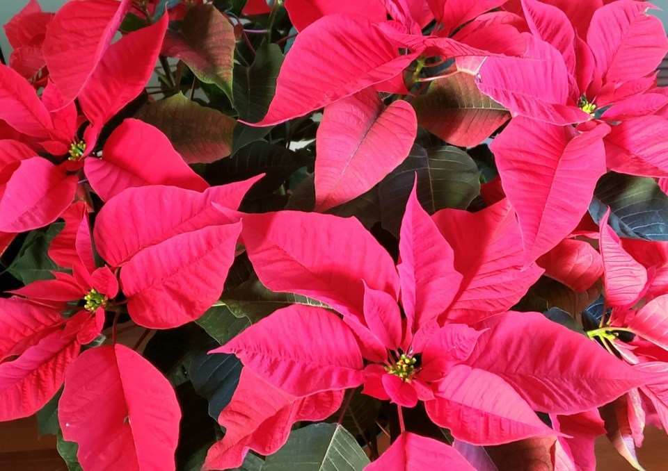 red-poinsettia-large