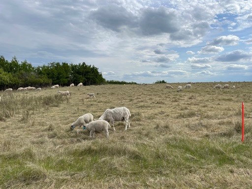 sheep-grazing-3722